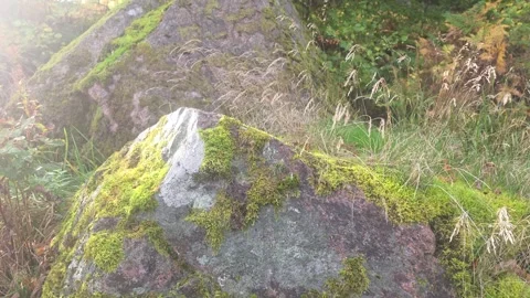 Macro View Of Bright Green Moss Growing On Rough Grey Rock Surface Stock Footage 348034156