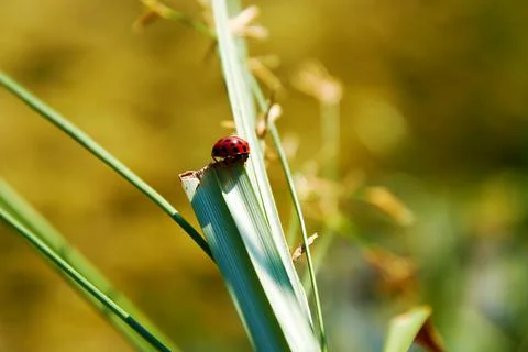 Macro view of bright red ladybug on the long sharp green leaf Stock Photos