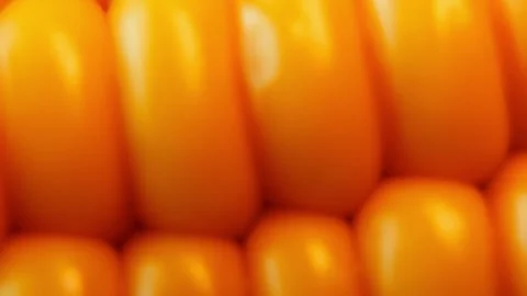 Macro View of Bright Yellow Corn Kernels with Smooth Horizontal Camera Movement. Stock Footage 340028474