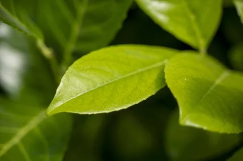 Macro view of broad evergreen shrub foliage under natural sunlight. Detailed Stock Photos