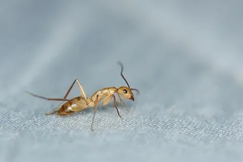 Macro view of brown ant Stock Photos