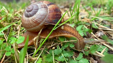 Macro view of a brown garden snail moving through fresh grass Stock Footage 338004886