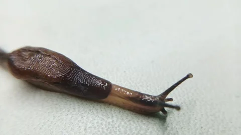 Macro View of a Brown Land Slug Crawling Stock Footage 333919617
