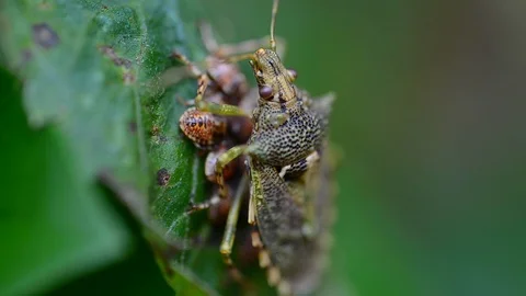 Macro view of Brown Marmorated Stink Bug sitting on eggs on green leaf in Stock Footage 109342571