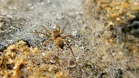 Macro View of Brown Spider on Dew Covered Shimmering Web Stock Photos