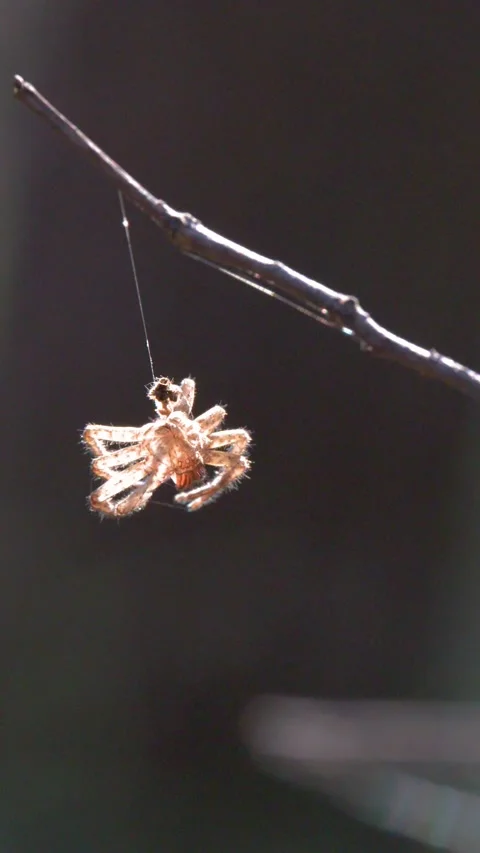 Macro View of a Brown Spider Hanging from a Silk Thread Stock Footage 332320021