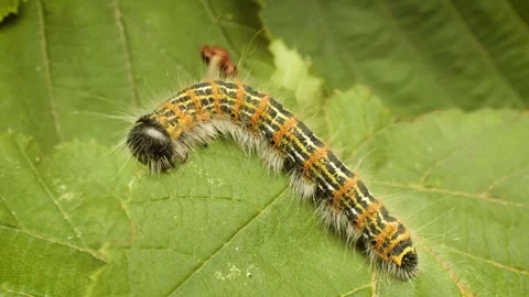 Macro view of buff-tip moth larva (Phalera bucephala) eating green leaf Stock Footage 333695992