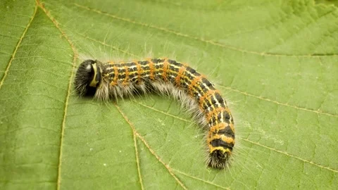Macro view of buff-tip moth larva (Phalera bucephala) on a green leaf Stock Footage 333696000