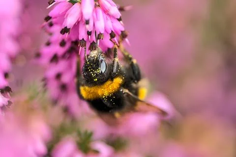Macro view of bumble bee efficient pollinator (Bombus) collecting heather pollen Stock Photos