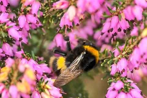 Macro view of bumble bee efficient pollinator (Bombus) collecting heather pollen Foto stock