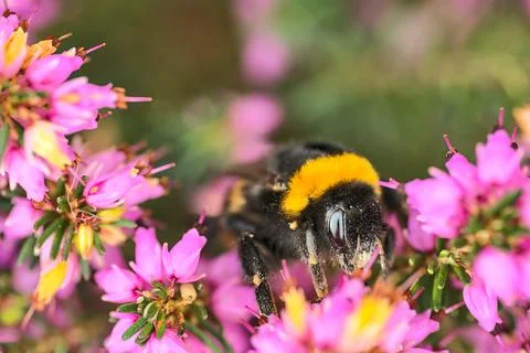Macro view of bumble bee efficient pollinator (Bombus) collecting heather pollen Stock Photos