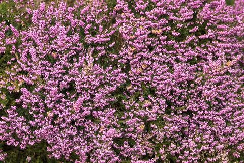 Macro view of bumble bee efficient pollinator (Bombus) collecting heather pollen Stock Photos