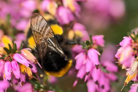 Macro view of bumble bee efficient pollinator (Bombus) collecting heather pollen Foto stock