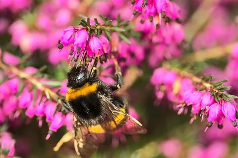 Macro view of bumble bee efficient pollinator (Bombus) collecting heather pollen Stock Photos