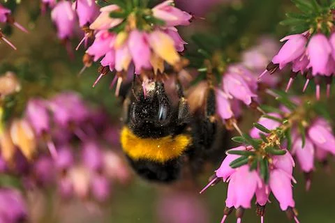 Macro view of bumble bee efficient pollinator (Bombus) collecting heather pollen Stock Photos