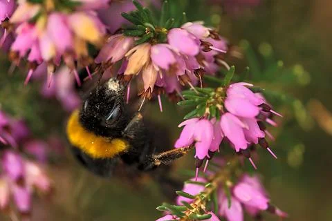 Macro view of bumble bee efficient pollinator (Bombus) collecting heather pollen Stock Photos