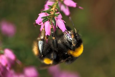 Macro view of bumble bee efficient pollinator (Bombus) collecting heather pollen Stock Photos