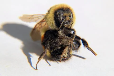 Macro View of Bumble Bee Stock Photos