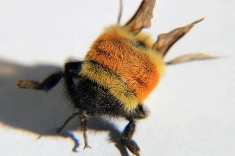 Macro View of Bumble Bee Stock Photos