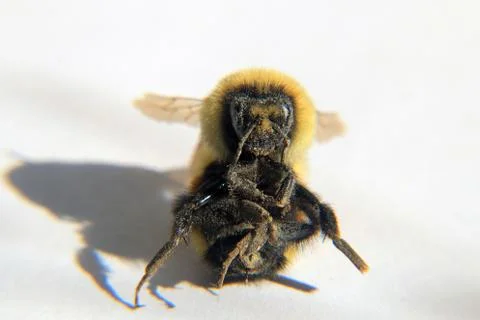 Macro View of Bumble Bee Stock Photos