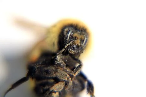 Macro View of Bumble Bee Stock Photos