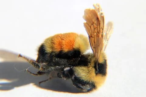 Macro View of Bumble Bee Stock Photos