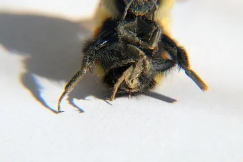 Macro View of Bumble Bee Stock Photos
