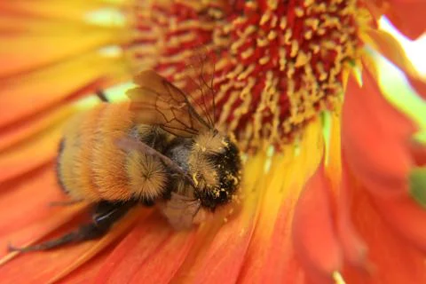 Macro View of Bumble Bee Stock Photos