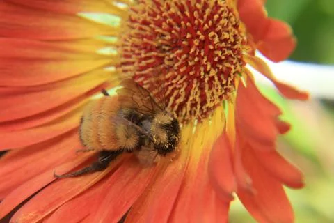 Macro View of Bumble Bee Stock Photos