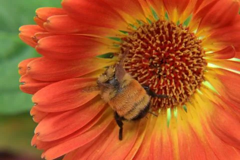 Macro View of Bumble Bee Stock Photos