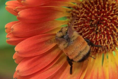 Macro View of Bumble Bee Stock Photos