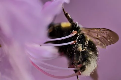 Macro view of bumble bee pollinator collecting pollen from rhododendron Stock Photos