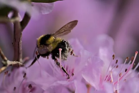 Macro view of bumble bee pollinator collecting pollen from rhododendron Stock Photos
