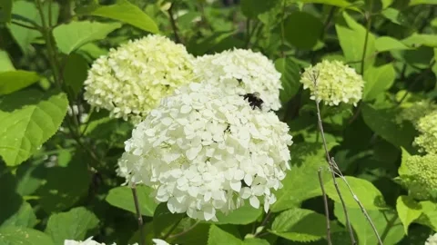 Macro view of bumblebee landing on lush white snowball hydrangea bloom in f.. Stock-Footage 341513012