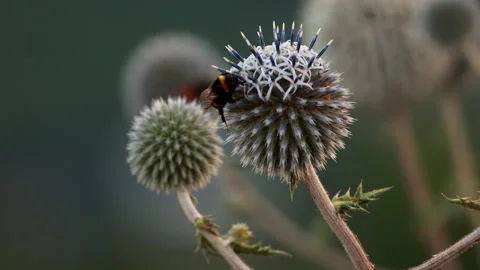 Macro view of bumblebee resting on spiky globe thistle bloom 스톡 동영상 334708451