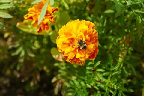 Macro view of bumblebee sitting on top of three-color among flowers Tagetes 스톡 사진