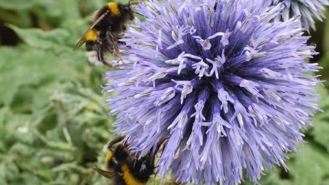 Macro view of a bumblebee on an thistle  flower Stock Footage 310454998