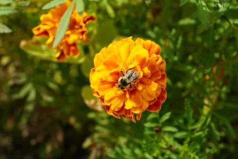Macro view of bumblebee on top of tri-color with long legs on flower Tagetes Foto stock