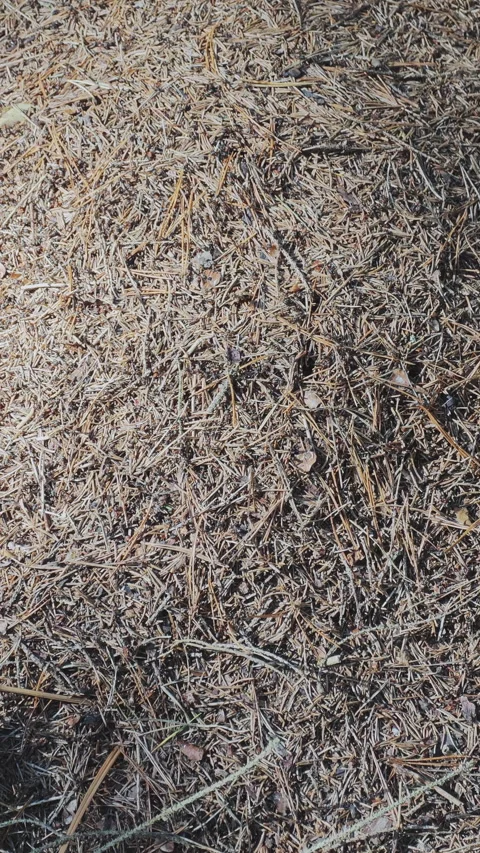 Macro view of a bustling anthill in a sunlit forest. Countless red wood ants Vidéo 347457928