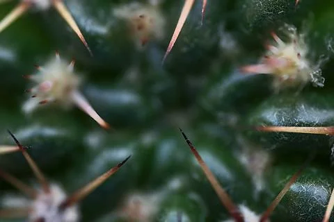 Macro view of cactus (Cactaceae) spines, glochids and areole of room plant Stock Photos