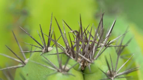 Macro View of Cactus Spines Emerging From Green Succulent Surface Stock-Footage 335446263