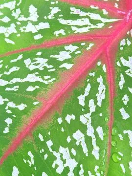 Macro view of Caladium leaf texture with pink veins and water drops Stock Photos