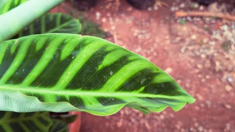 Macro view of calathea zebrina leaf showing vibrant green stripe pattern. Stock Footage 344092099