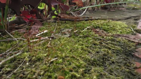 Macro view capturing moss growth on aged brick pathway. Closeup perspective Stock Footage 345173300