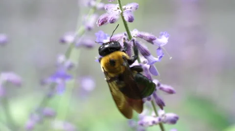 Macro view of Carpenter Bee collecting pollen from purple Sage Flower Stock Footage