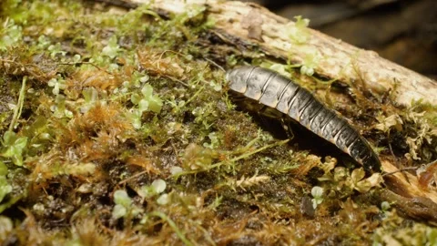 Macro view of a carrion beetle (Silpha tristis) larva crawling Stock Footage 330099200