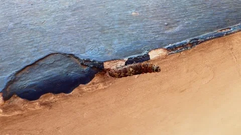 Macro View of Caterpillar Crawling Along wall Surface Stock Footage 337038502
