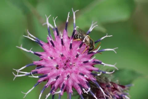 Macro view of Caucasian bee Macropis fulvipes on purple flower  Stock Photos