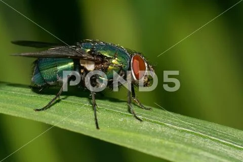 Macro view of a caucasian green wild fly with red eyes on a narrow green leaf Stock Photos
