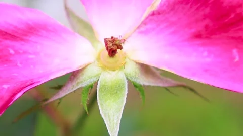 Macro view of the center of a rose in the Fall Stock Footage 143035882